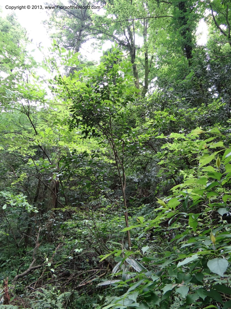 Camellia oleifera, Davidson, C 11952--China. Zhejiang Priv. Tian Mu Shan. 31 May 2012. DSC00927 (76).JPG