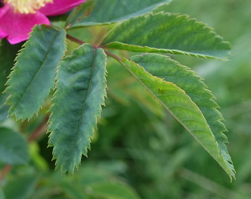 Rosa pendulina, Davidson, C 13265--Switzerland. Oberwald. Chapel St. Nikolas. 2 Jul 2016. DSC07728 (740).JPG
