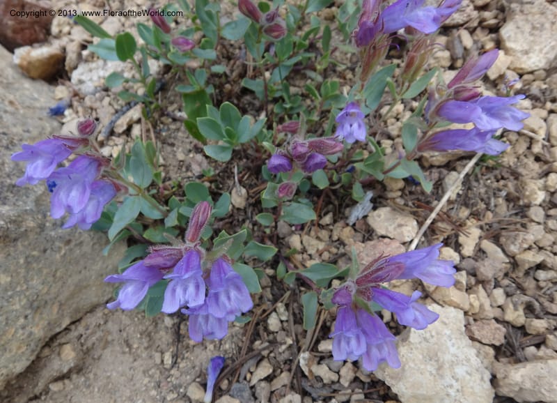 Penstemon montanus var. idahoensis. Davidson, C #12080--ID, Valley Co., Elk Summit, 7 Aug 2012  DSC00622 (12).JPG