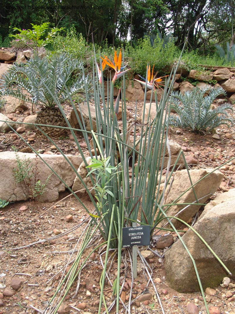 Strelitzia juncea--So. Africa. Lowveld Nat. Bot. Gard. 14 Mch 05. 250.jpg