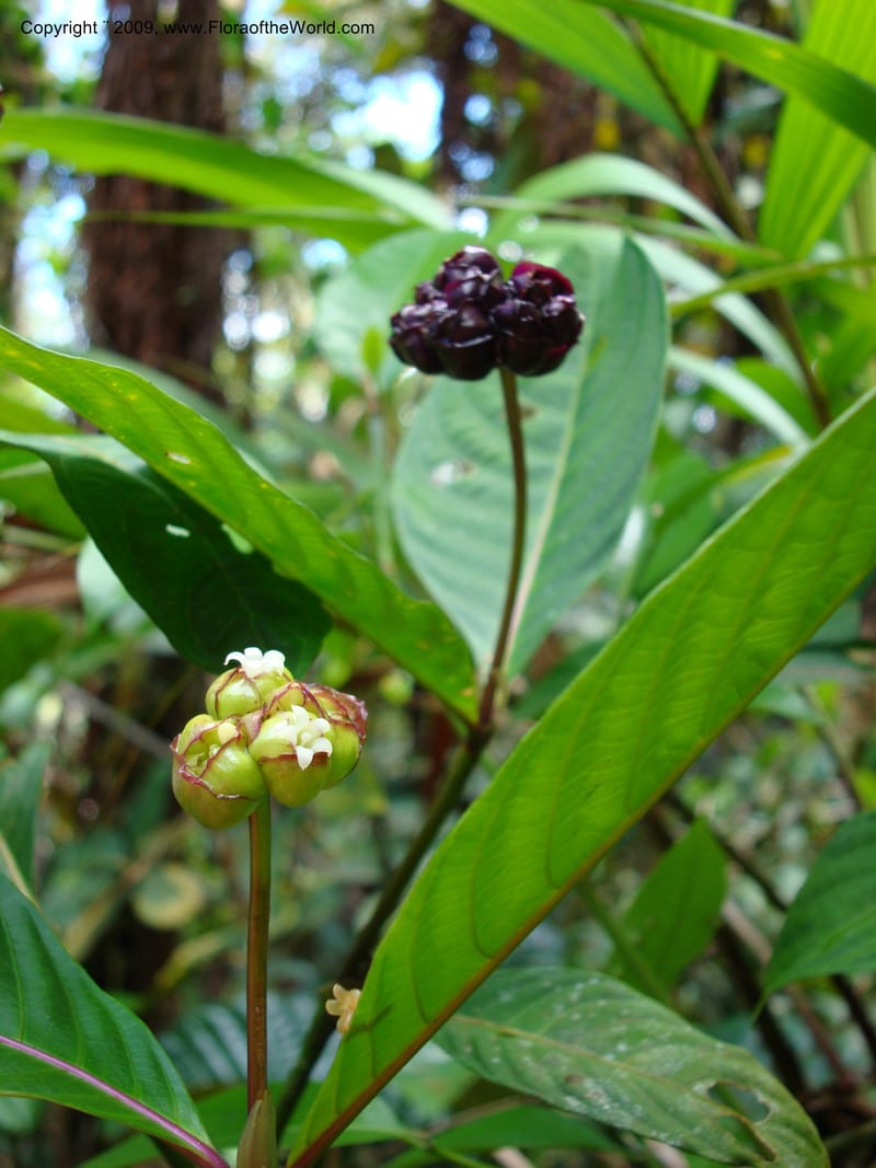 Psychotria oinochrophylla, D. Neill 15935--Ecuador.Prov.ZamoraC.WawaimePlotEcuacorriente 22 Sep 2007 063 (5).jpg