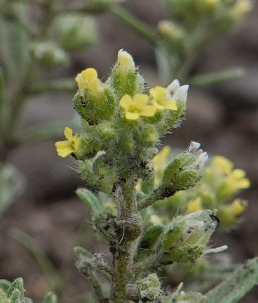 Alyssum alyssoides, C. Davidson 13754--Oregon. Wallowa Co. Zumwalt.Trail Cr. Rd. 4 Jun 2018. DSC04078 (152).JPG