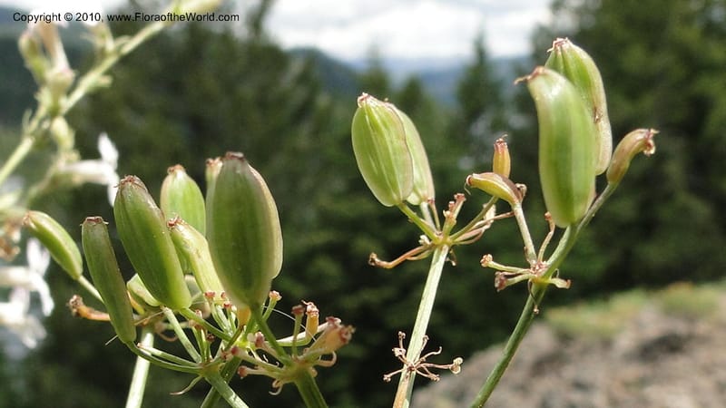 Lomatium grayi, B. Ertter 19967--Idaho. Valley County. 1 July 2010. 016.jpg