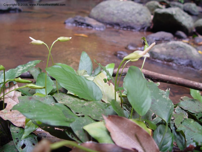 Anubias barteri--Cameroon. Bimbia Mangrove Nat. Trail. 8 Dec 03. 015.jpg