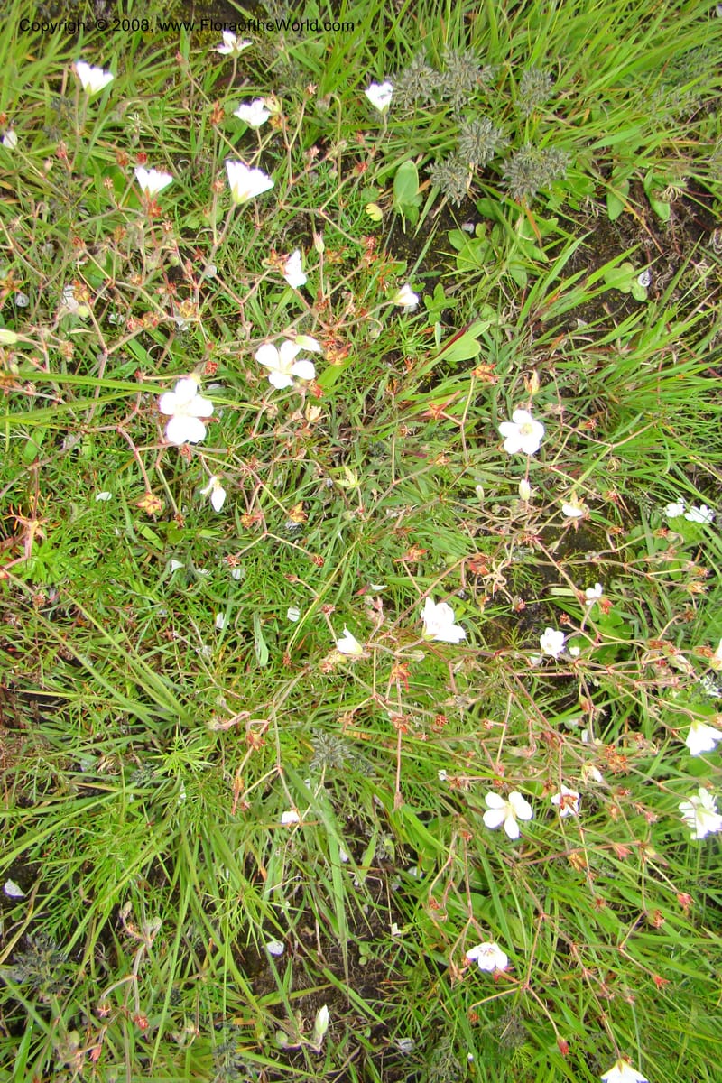 Geranium incanum, WKindeketa3021--Tanz. Makete Distr. Kitulo Nat. Pk. 25 Jan 08. 138.jpg