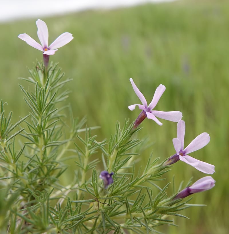 Phlox condensata, C. Davidson 13762--Oregon. Wallowa Co. Zumwalt.Trail Cr. Rd. 4 Jun 2018. DSC04078 (498).JPG