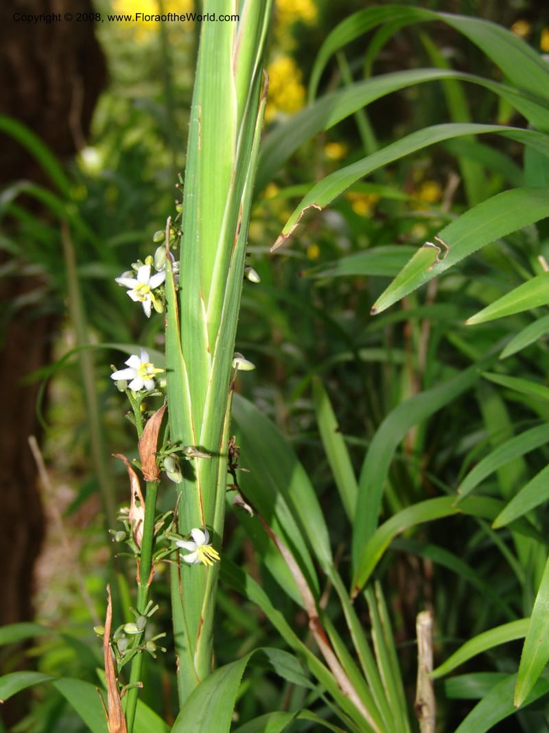 Dianella ensifolia, X4.1071--CA. San Francisco Arbor. 3 Jul 07. 060.jpg