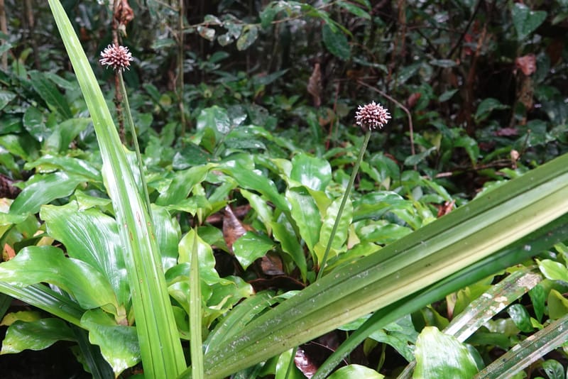 Mapania, C. Davidson 14078--Gabon. Raponda-Wallker. 28 Oct 2019. DSC02420 (155).JPG