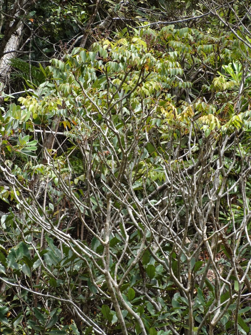 Polyscias, Lowry, P 7417--New Caledonia. PinPin. 20 Nov 2015. DSC03938 (17).JPG
