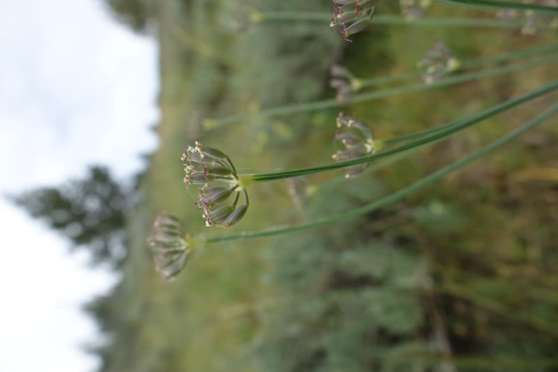 Lomatium nudicaule, C. Davidson 13617--CA. Modoc Co. Warner Mts. Hwy 299. 7 June 2017. DSC01455 (5).JPG