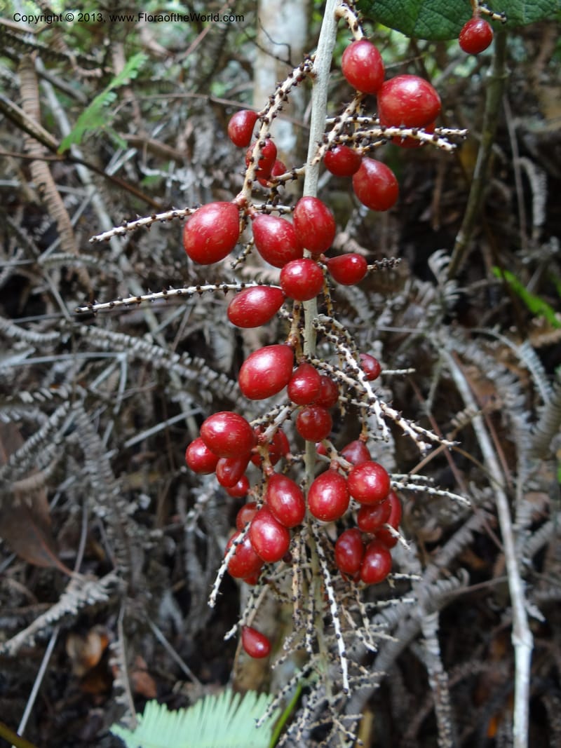Ampelocissus, SAN.153249--Malaysia, Sabah. Tawai For. Res. 9 Apr 2012. DSC07890 (133).JPG