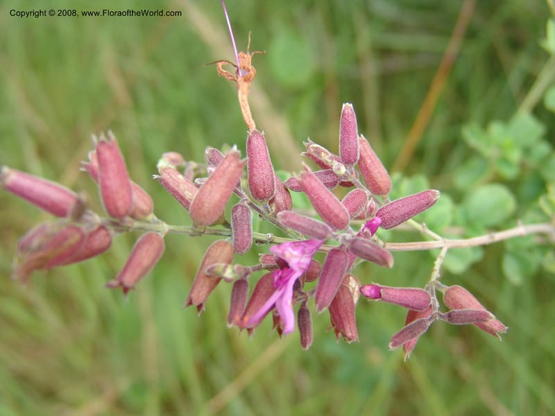 Syncolostemon rotundifolius--So.Africa. E. Cape. Umtamvuna Nat. Res. 11 Mch 05. 066.jpg