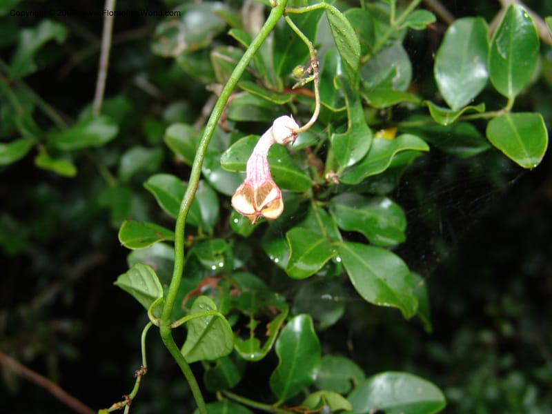 Ceropegia carnosa--So.Africa. E. Cape. Umtiza Nature Res.. 7 Mch 05. 089.jpg