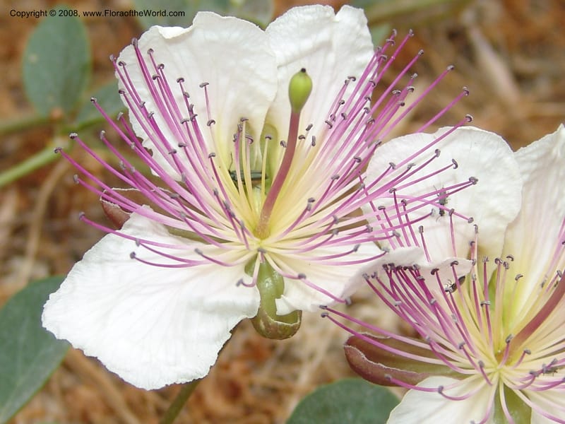 Capparis sicula ssp sicula--Crete. Btwn Almerida and Kalives. 26 May 05. 016.jpg