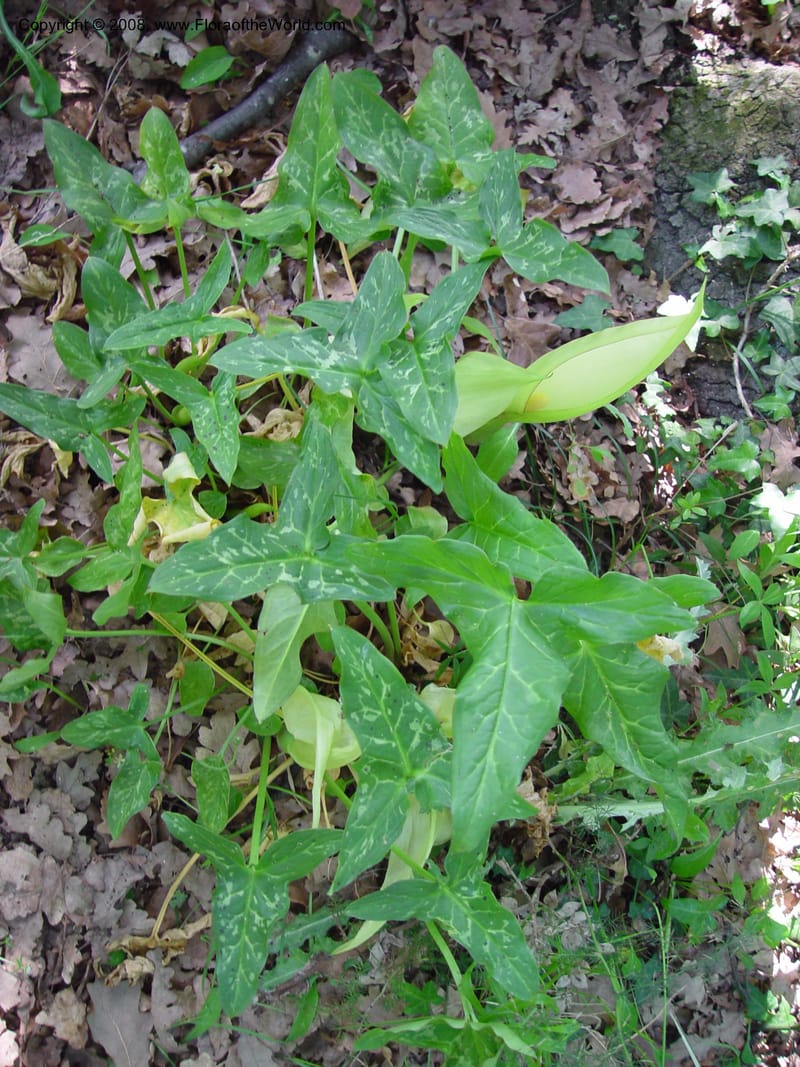 Arum italicum--Italy. Abruzzo. Ris. Torino di Sangro. 5 May 03. 152.jpg