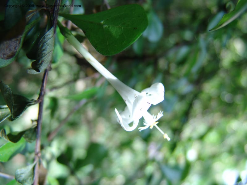 Turraea mombassana--Kenya. Nairobi Arboretum. 1 Jul 04. 092.jpg