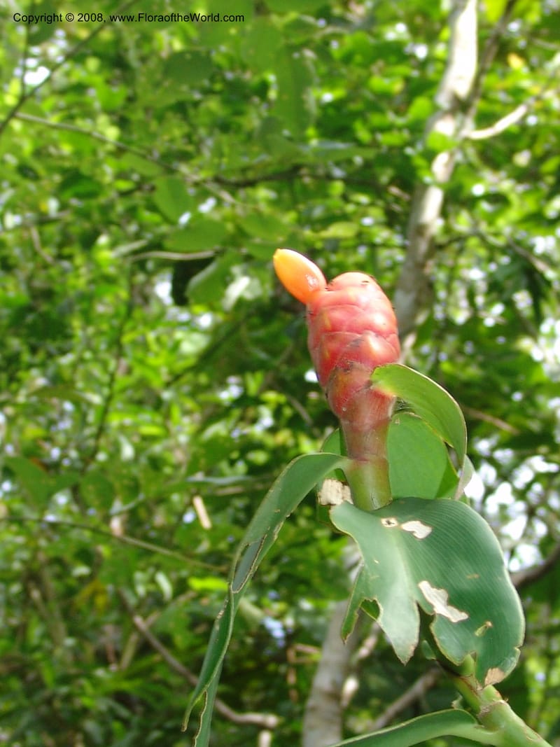 Costus, AAraujoM1213--Bolivia. P. Nac. Madidi. Rio Tuichi, San Jose de Uchup. 29 Nov 04. 353.jpg