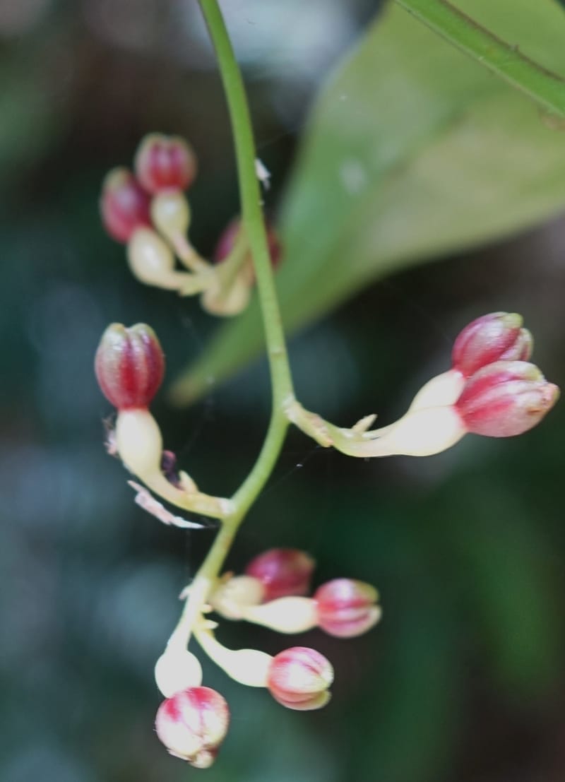 Petermannia cirrosa, Davidsonm C 13363--Australia. Qld. Springbrook N.P. Mt. Cougal Sect. 19 Oct 2016. DSC03346 (10).JPG