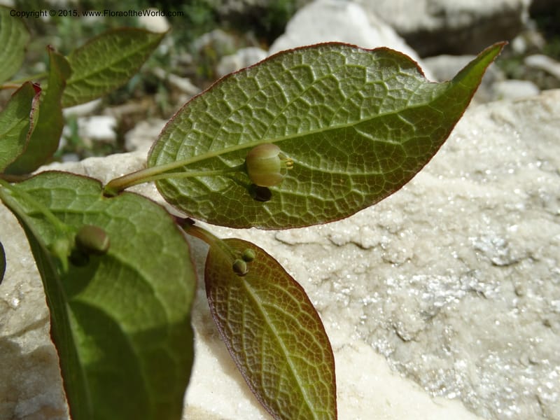 Sabia, Boufford, D 43677--China. Sichuan. GuoBaYan, HanBaiYu Shan. 12 May 2014. DSC05373 (15).JPG