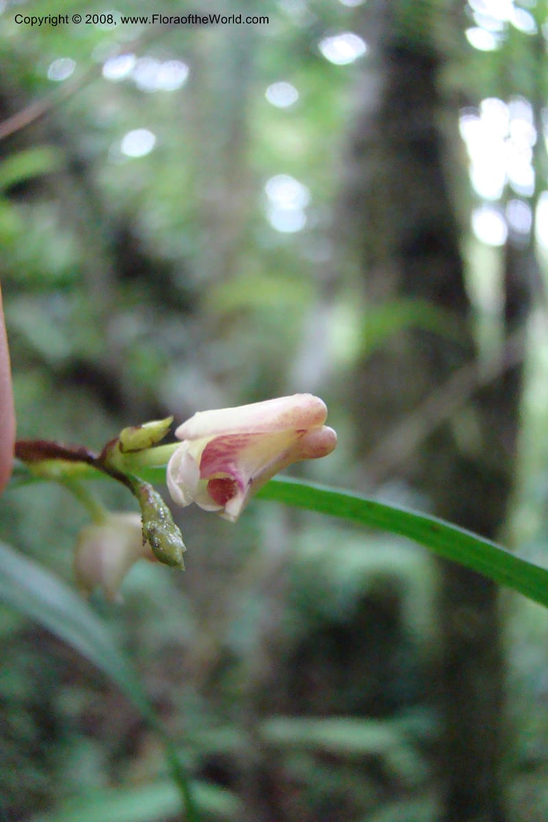 Polystachya albescens ssp. imbricata, WKindeketa2982--Tanz. Rungwe Distr. Rungwe For. Res. 24 Jan 08. 108.jpg