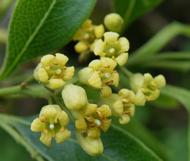 Pittosporum daphniphylloides, Tseng Yu-Hsin 1318--Taiwan. SW of Nanshan on highway 7. 20 May 2016. DSC03339 (95).JPG