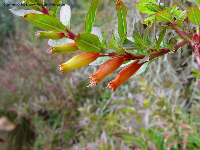 Cuphea micropetala. 56.0007--CA. UC Berkeley Bot. Gard. 11 Feb 03. 087.jpg