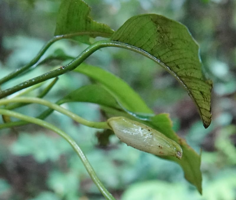 Anubias, C. Davidson 13942--Gabon. Maurel & Prom Oil Rd. 2 Nov. 2018. DSC01376 (66).JPG