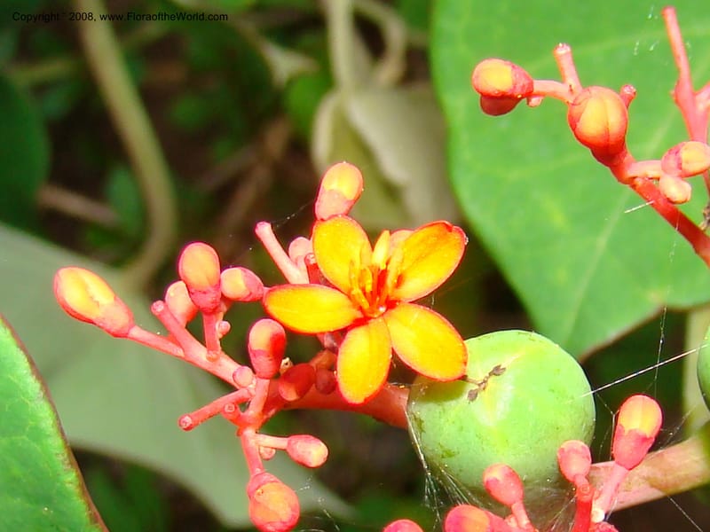 Jatropha podagrica, not coll.--Nicaragua. Esteli. Rd to Miraflores, N of Esteli. 17 Jun 08. 054.jpg