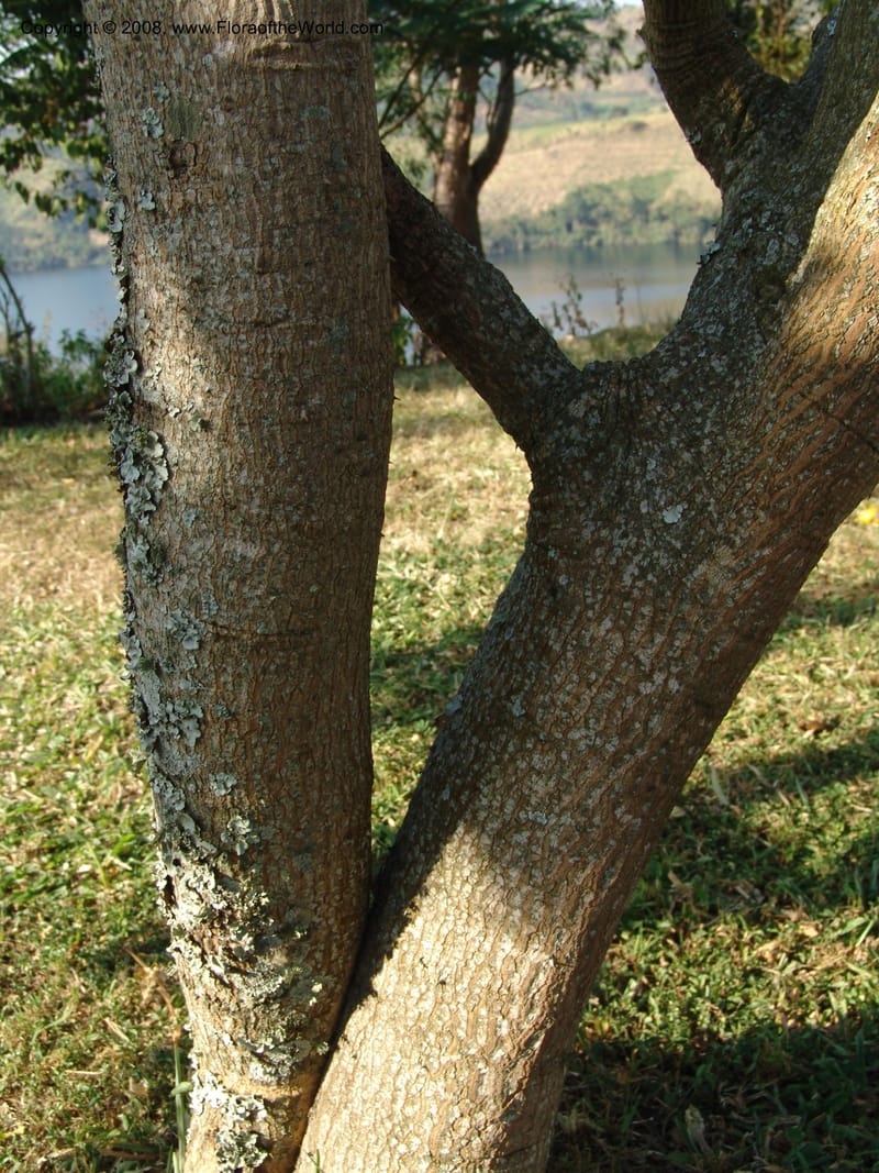 Solanum--Uganda. Crater Lakes region, Ndali lodge, S of Fort Portal. 4July 04. 030.jpg