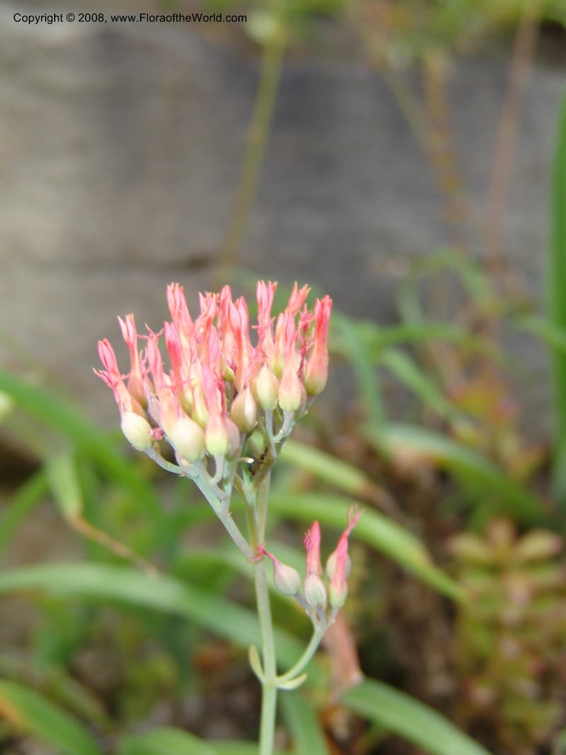 Kalanchoe rotundifolia--So.Africa. E. Cape. Waringham Farm, Quanti Area, Stut. 8 Mch 05. 541.jpg