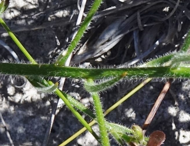 Leschenaultia, Davidson, C 13425--Australia. W.A. Green Head-Coorow Rd. Stop 2. 24 Oct 2016. DSC04873 (24).JPG
