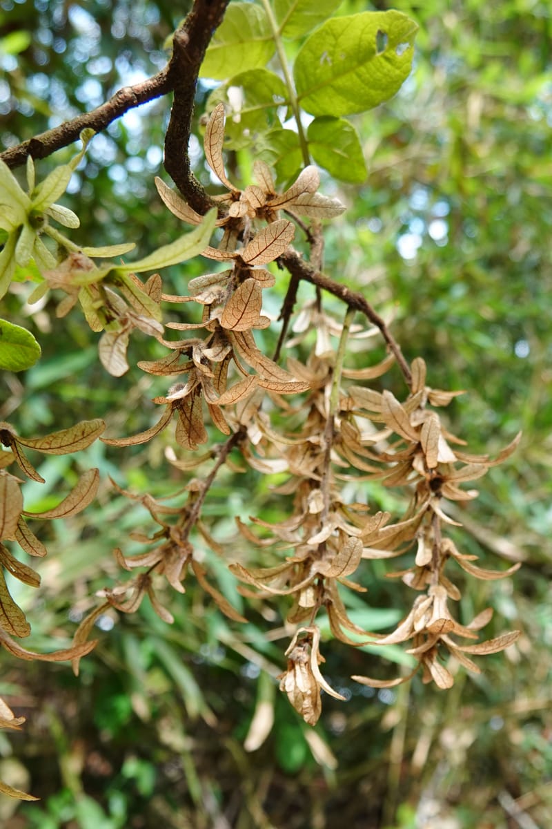 Engelhardia serrata, D. Boufford 44146--China. Yunnan. Along G213. 4 May 2018. DSC02084 (106).JPG