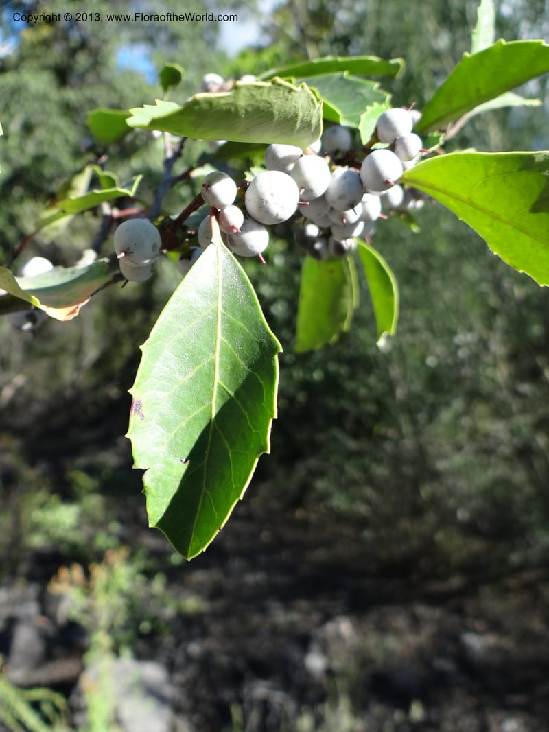 Azara, WDS 34102--Chile. Rd to El Abanico. Pte. Polcura odom 16.6. 17 Feb 2013. DSC01401 (207).JPG