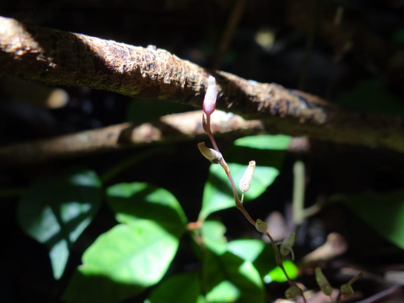 Gymnosiphon, S.98886--Malaysia, Sarawak. Bako Nat. Park. Paku Trail. DSC06071 (22).JPG