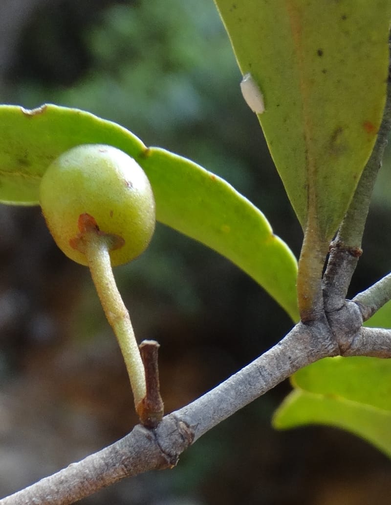 Austrobuxus, Munzinger, J 7480--New Caledonia. PinPin. 20 Nov 2015. DSC03938 (23).JPG