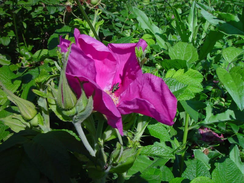 Rosa rugosa--Italy. Tuscany.  Hwy A1, rest stop near Orvieto. 17 May 02. 029.jpg