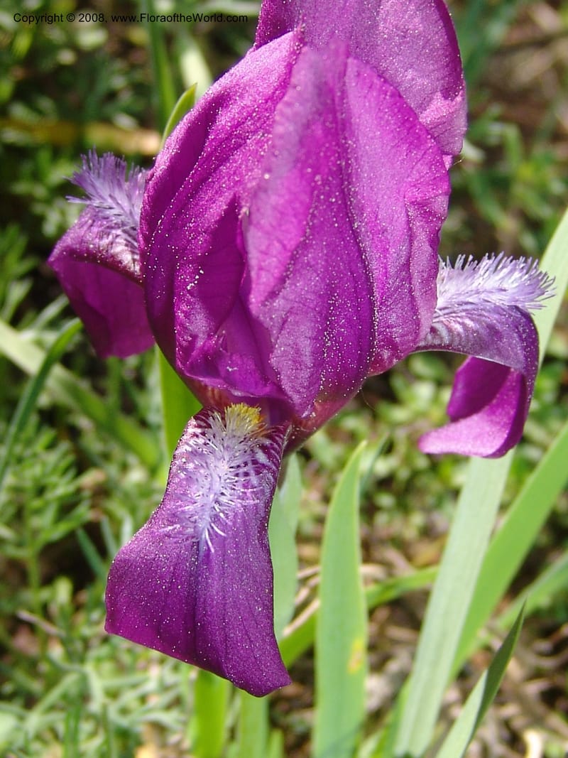 Iris hungarica--Georgia. 0.5 km N of Bakuriani. 8  Jun 05. 017.jpg