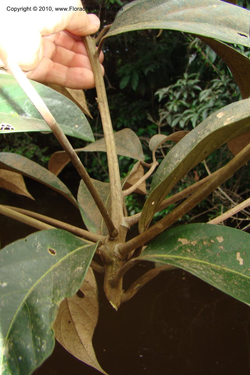 Nectandra, Vasquez 34819--Peru. Loreto. Dist. Nauta. Qbda Nawapa, Rio Tigre. 11 Nov 08. 357 (7).jpg
