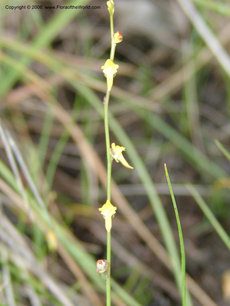 Utricularia--So.Africa. E. Cape. Umtamvuna Nat. Res. 11 Mch 05. 069.jpg