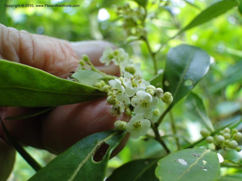Ilex glabra, Mori, S 27396, USA, North Carolina, Johnson Co., Hwy 50, 3 km SE of Benson, 21 May 2010 (12).JPG