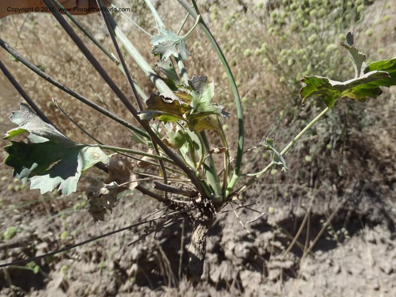 Asteriscium chilensis, Davidson, C 12819--Chile. Ruta J-55 east of Talca. 27 Nov 2014. DSC08479 (84).JPG