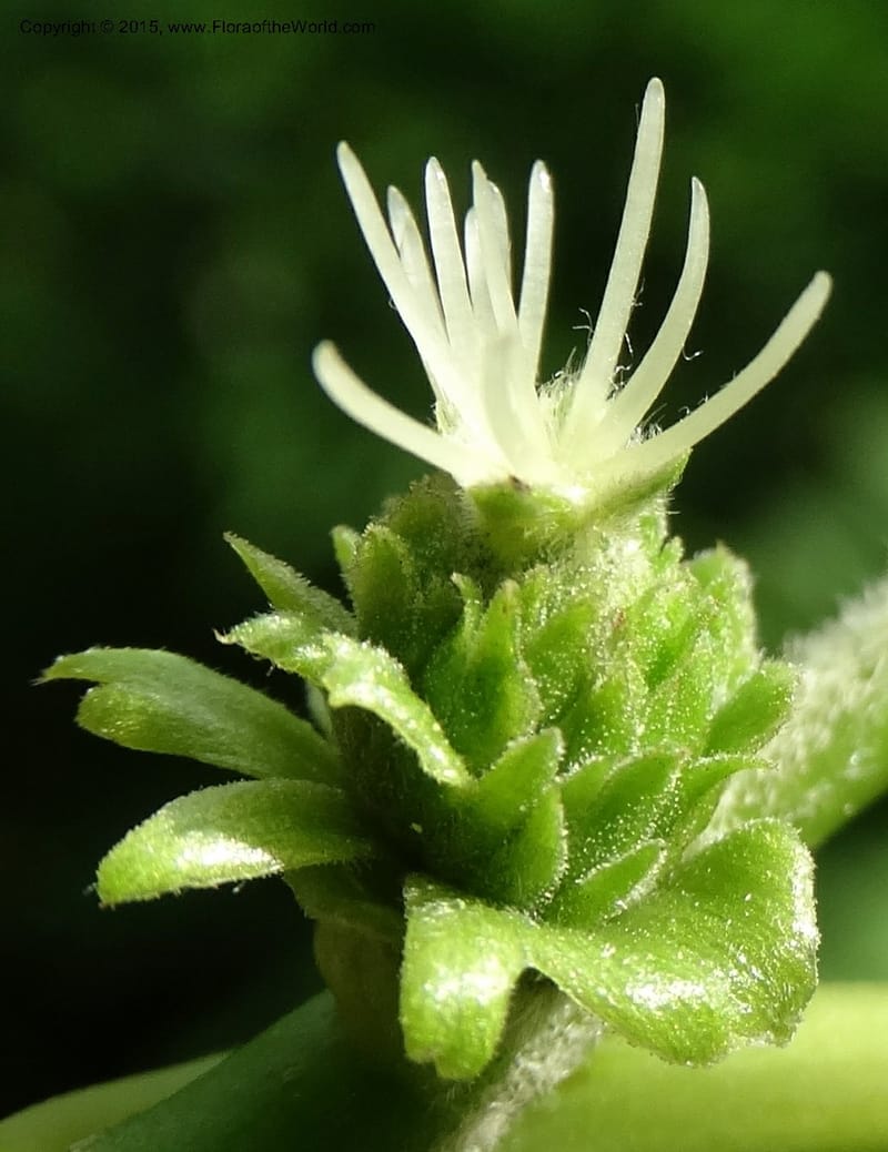 Female flower cluster with prominent white styles and scaly involucre