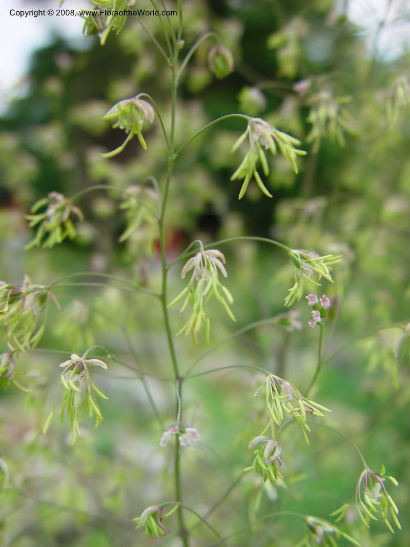 Thalictrum minus ssp. minus--France. Paris. Jardin des Plantes. 30 May 03. 097.jpg