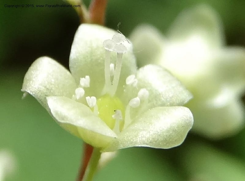 Aconogonon, Boufford, D 43597--China. Sichuan. Tudiling Tunnel. 6 May 2014. DSC03860 (24).JPG