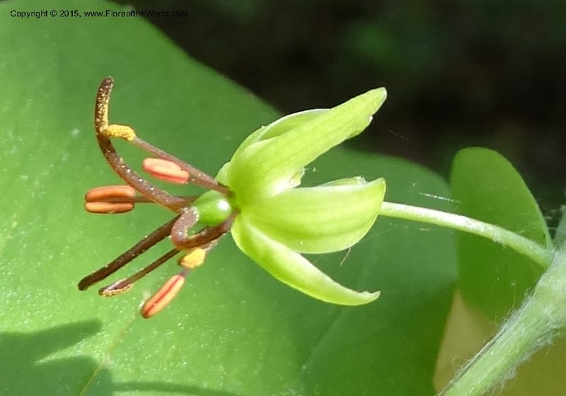 Mediola virginiana, Davidson, C 12947--North Carolina. Trans. Co. W Cradle of For. 11 May 2015. DSC03837 (69).JPG