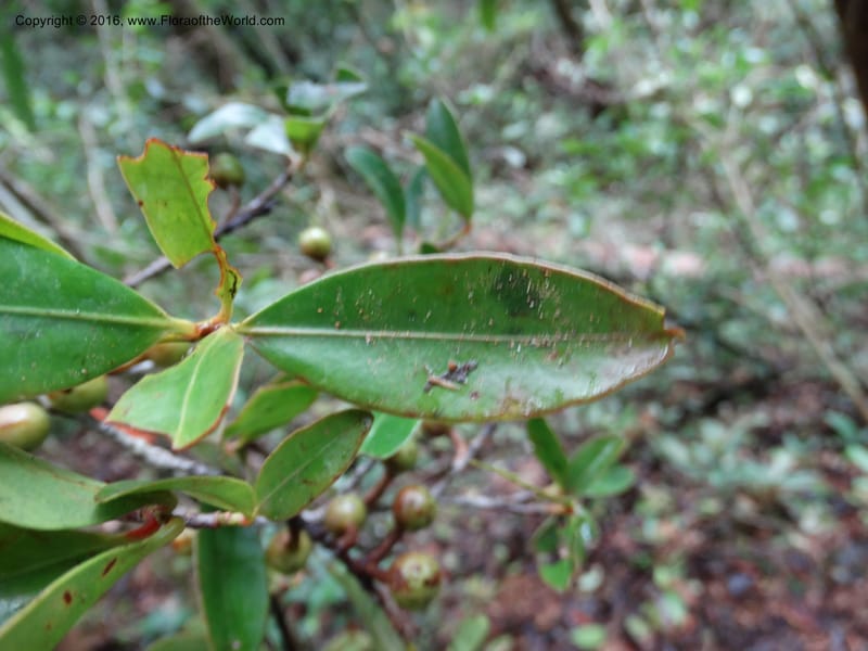 Austrobuxus, Davidson, C 12732--Sabah. Mt. Kinabalu. Bundu Tuhan Trail. 11 Oct 2014. DSC04133 (6).JPG