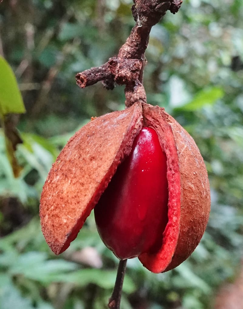 Staudtia gabonensis, C. Davidson 13939--Gabon. Maurel & Prom Oil Rd. 2 Nov. 2018. DSC01376 (252).JPG