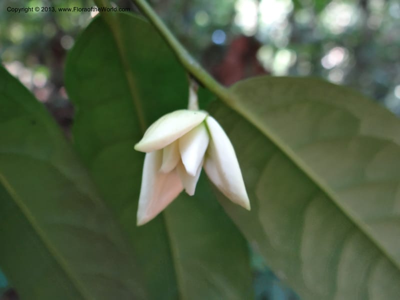 Anaxagorea, VC 5656--Thailand. Trang. Khao Baan Thad. 17 Nov 2012. DSC00079 (51).JPG