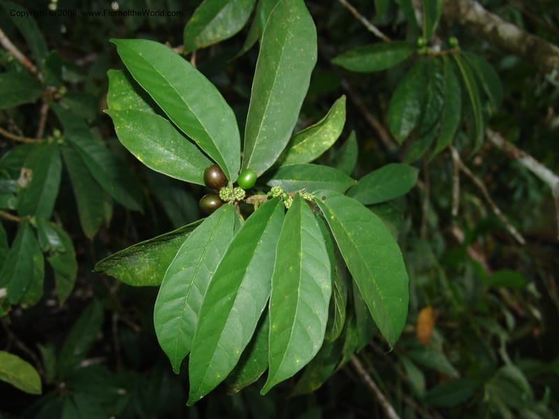 Sorocea sprucei, AAraujoM1576--Bolivia. Pq. Nac. Madidi. Laguna Chalalan. 26 Nov 04. 358.jpg