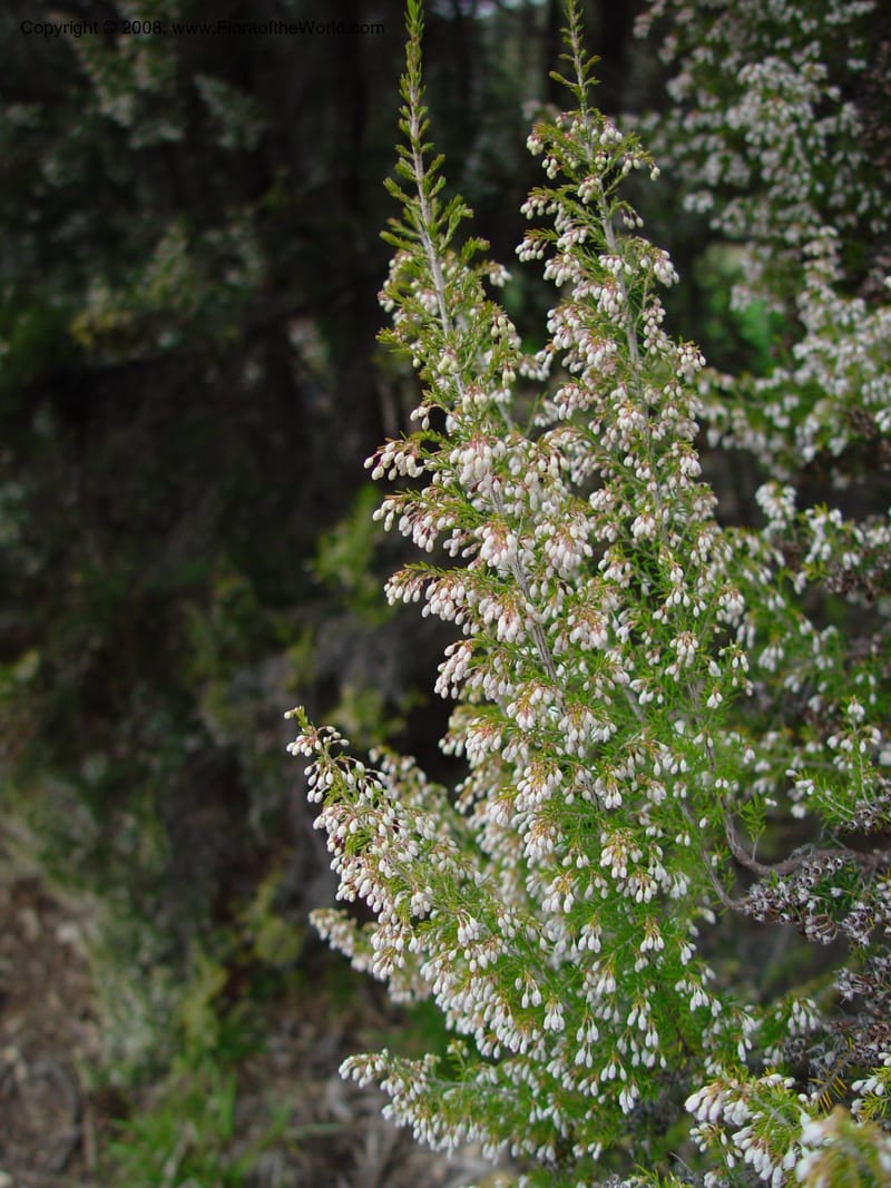 Erica arborea. 93.0549--CA. UC Berkeley Bot. Gard. 11 Feb 03. 099.jpg